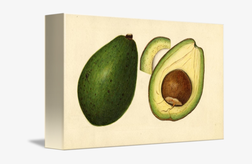 Vintage Illustration Of An Avocado 2 By Alleycatshirts - Illustration, transparent png download