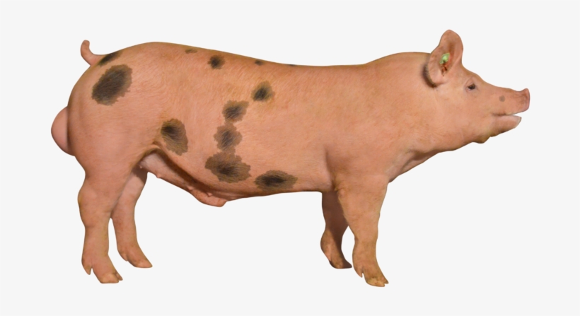 P86 - Domestic Pig, transparent png download