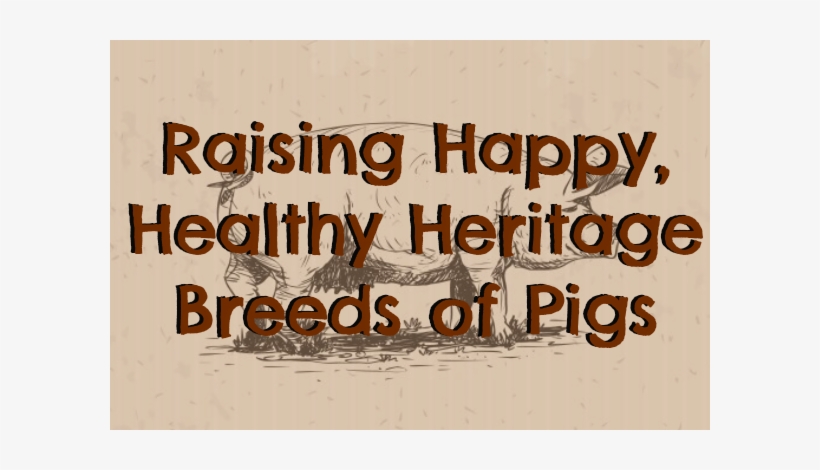 Breeds Of Pigs - Domestic Pig, transparent png download