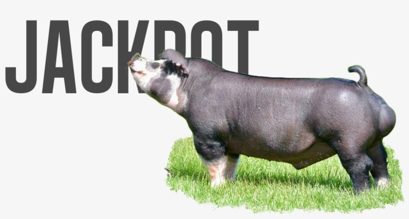 Jackpot - Slow Cooker, transparent png download