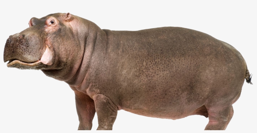 Hippo Png, transparent png download
