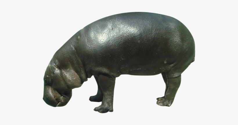 Pygmy Hippo Png, transparent png download