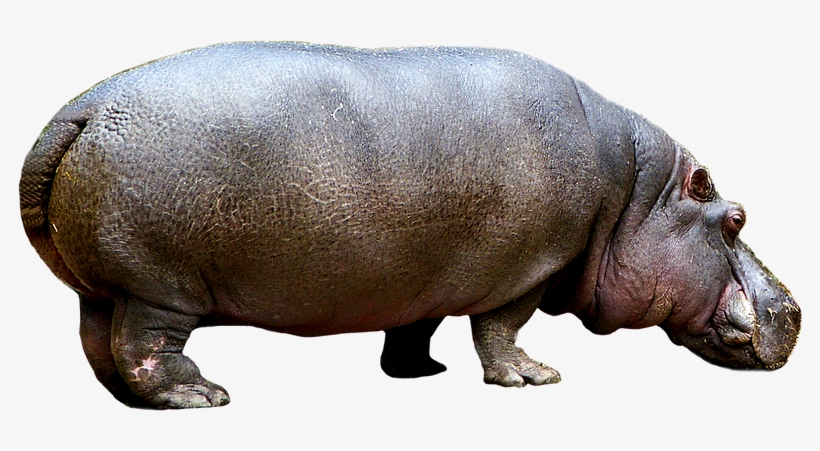 Hippopotamus Png - Hippo - Hippo Png, transparent png download