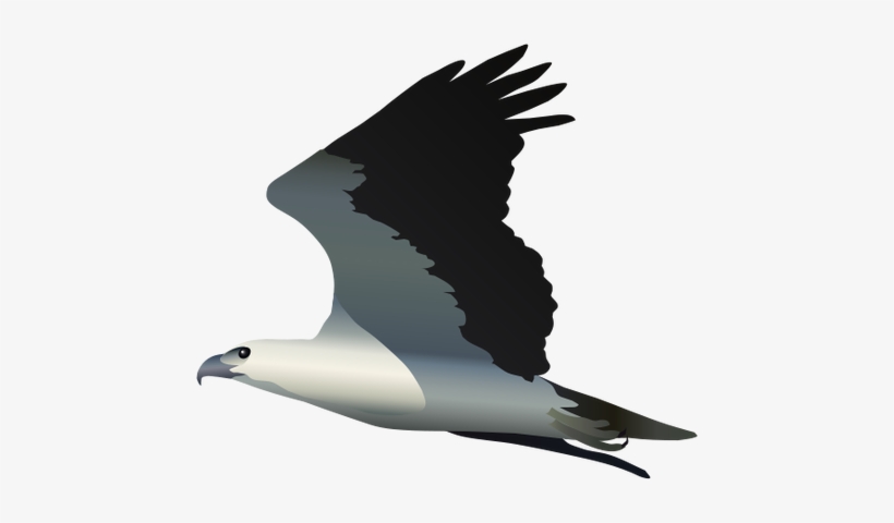 Sea Eagle Svg, Download Sea Eagle Svg - White Bellied Sea Eagle Png, transparent png download