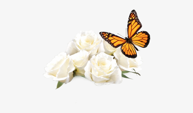 White Roses With Butterfly - Stock Photo Of Butterfly, transparent png download