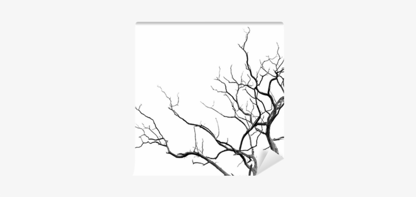 Svartvitt Träd, transparent png download