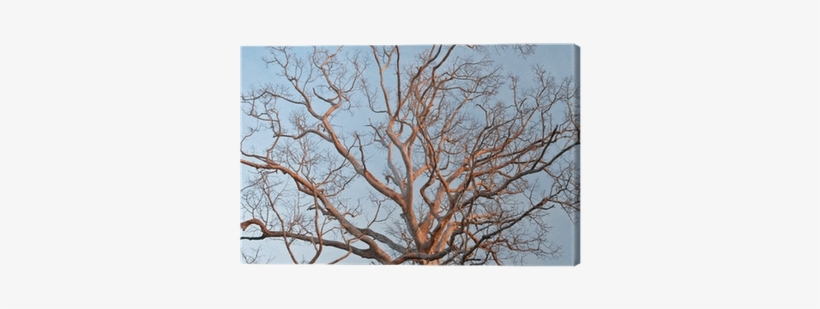 Tree, transparent png download