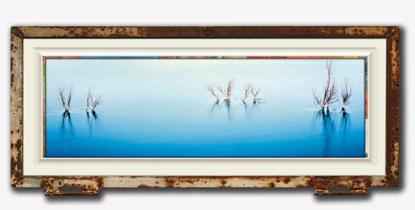 Fine Art Photo Of Tamarisk Trees In Dead Sea, Israel - Sea, transparent png download