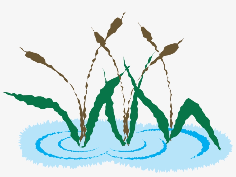 Cat Tail - Cattail, transparent png download
