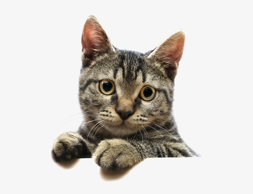 Fund A Project/make A Major Gift - Cat Donation, transparent png download