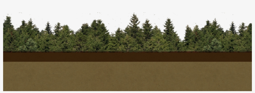 Petro Footer 02 - Shortleaf Black Spruce, transparent png download