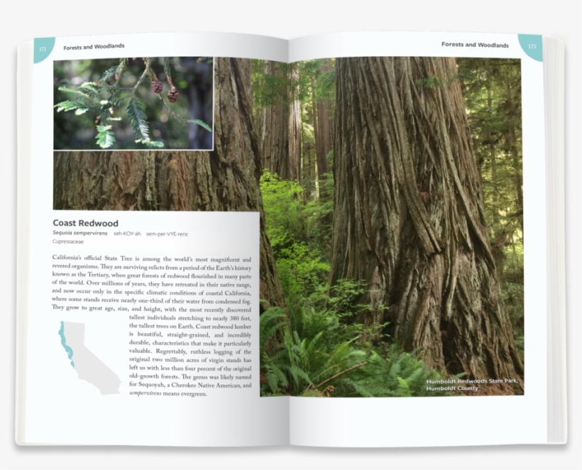 Redwoods1 - Portable Network Graphics, transparent png download