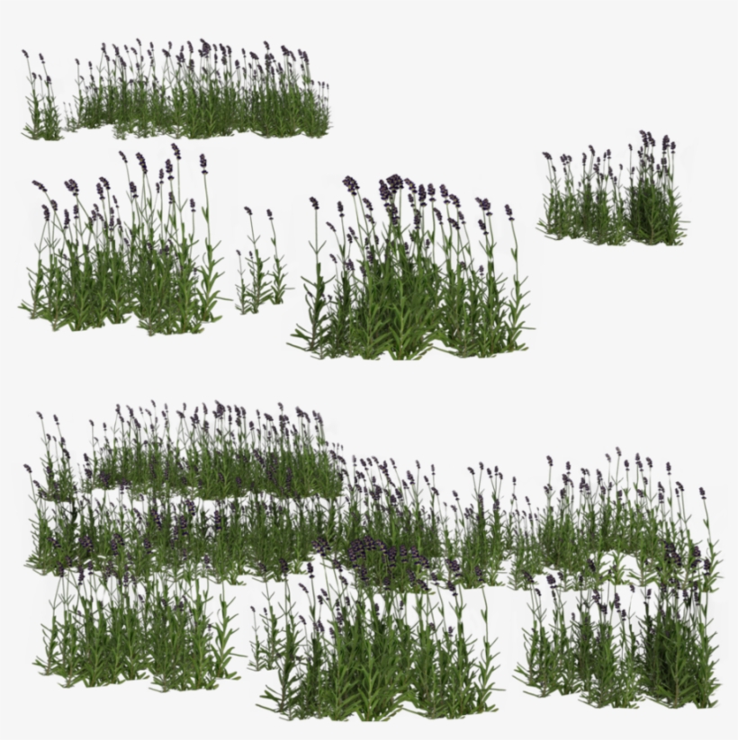 Lavender By Brokenwing Dstock On Deviantart Garden - Lavanda Photoshop, transparent png download