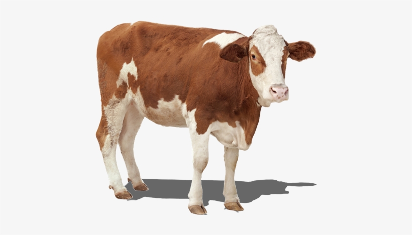 Harness The Power Of Genetics With Agboost® - Kühe Umschubsen, transparent png download