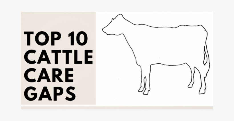 Top 10 Gaps In Cattle Care And Well-being - Cattle, transparent png download