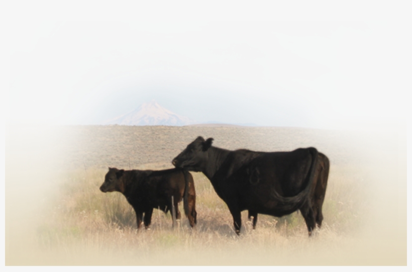 The Vitality Of Our Local And Regional Communities - Dairy Cow, transparent png download