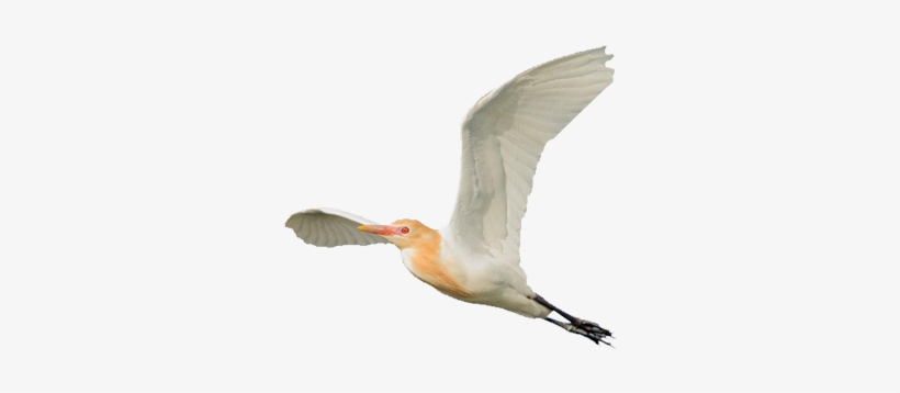 Eastern Cattle Egret - Egret, transparent png download