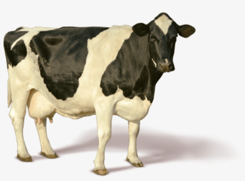 Free Png Cow Png Images Transparent - Cow Png, transparent png download