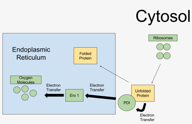 Pdi Folding Pathway - Ero Pdi Pathway, transparent png download