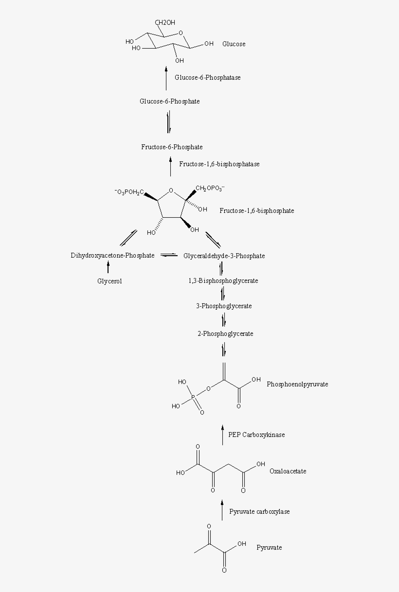 Gluconeogenesis Pathway - Gluconeogenesis Pathway Structures, transparent png download