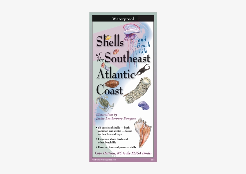 Shells And Beach Life Of The Southeast Atlantic Coast, transparent png download