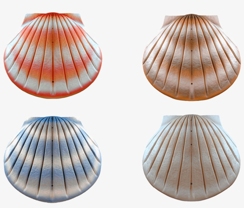 Eco Shell Urn - Urn Transparent PNG - 1262x706 - Free Download on NicePNG