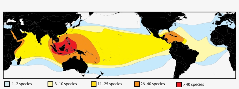 Species Diversity Biogeography - Symbiodinium Biogeography, transparent png download