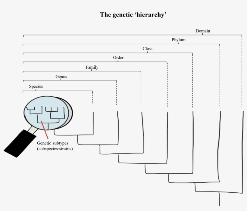 Figur Pathogen Diversity - Pathogen, transparent png download