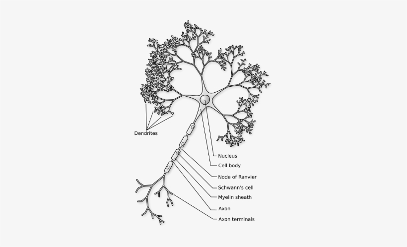 The Neuron - Neuron Figure, transparent png download