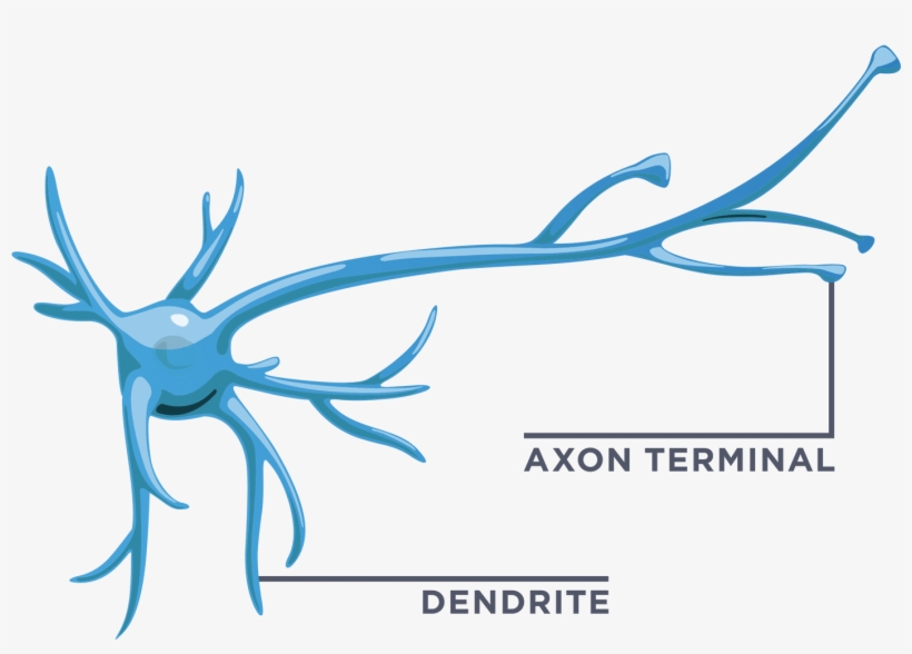Start Your Own Neural Network By Connecting One Neuron's, transparent png download