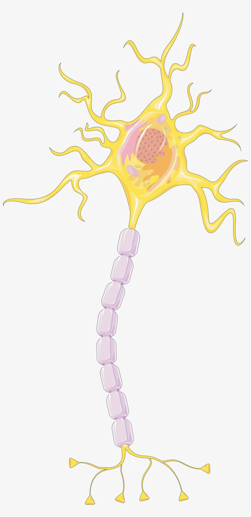 Download The Image - Servier, transparent png download