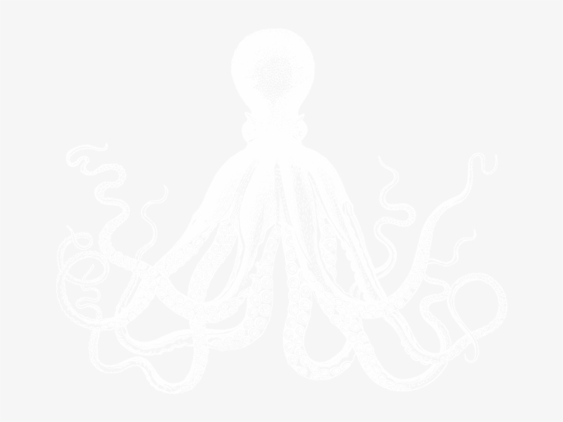 White-octopus3 - Octopus Canvas, transparent png download