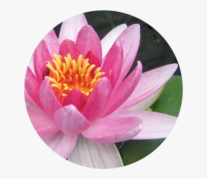July Water Lily - Water Lily, transparent png download