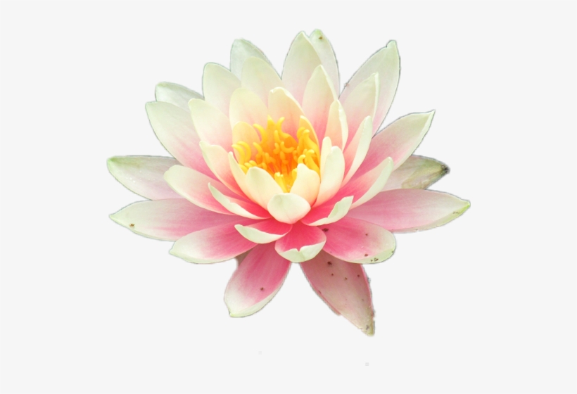 Water Lily Clipart Teratai - Sacred Lotus, transparent png download