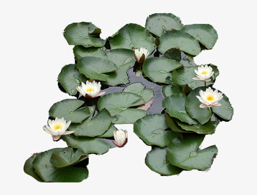 Photo Liliescopy - Water Lily, transparent png download