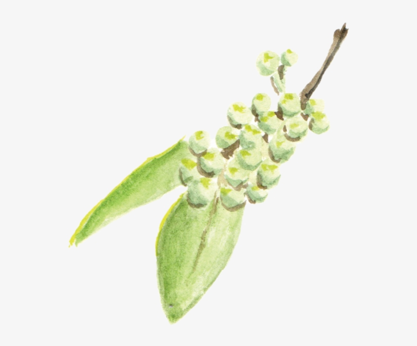 File - 花椒sichuanpepper - Orchid, transparent png download