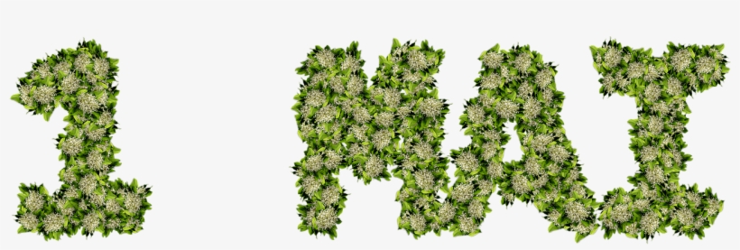 Thrush Lilly Of The Valley Png - 1 Er Mai Png, transparent png download