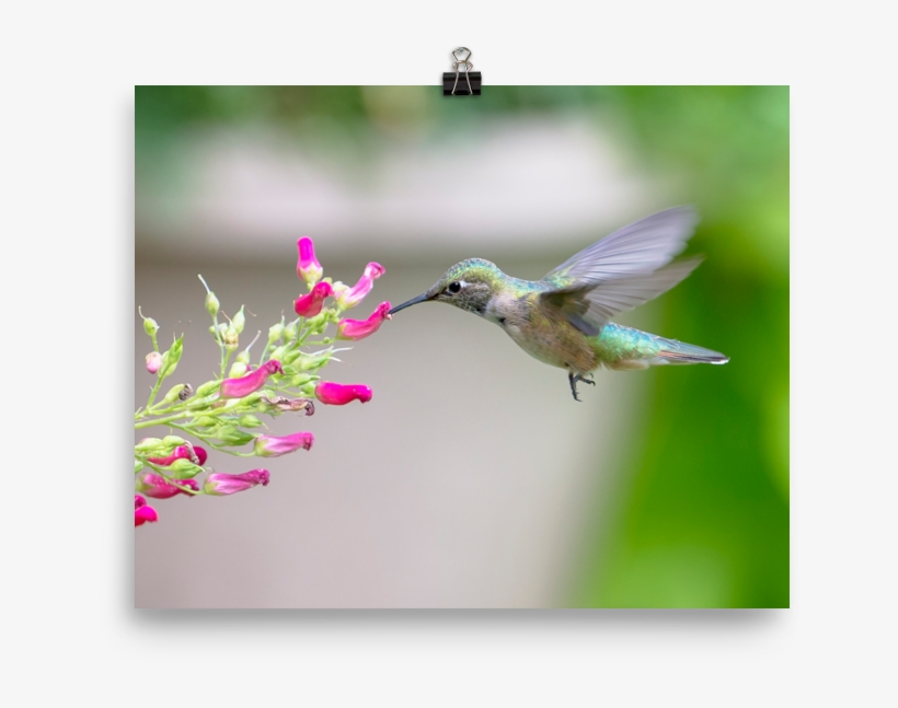 Hovering Broadtailed Hummingbird On Red Birds Plant-print - Broad-tailed Hummingbird, transparent png download