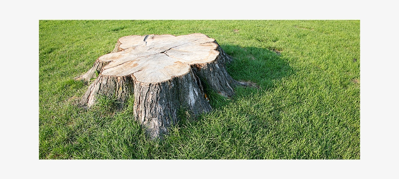 Big Tree Stump - Tree Stumps, transparent png download