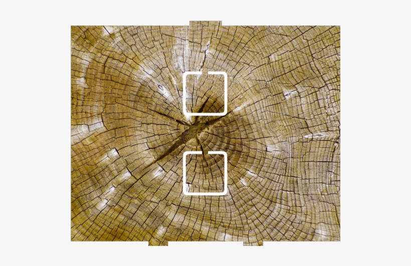 Stump - 2 On/off - Net, transparent png download