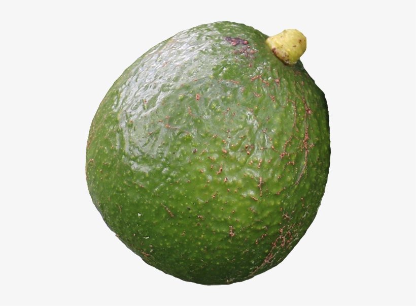 Varieties - Types Of Avocado Nz, transparent png download