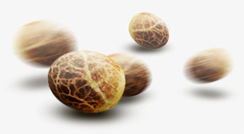 Семена Конопли Png, transparent png download