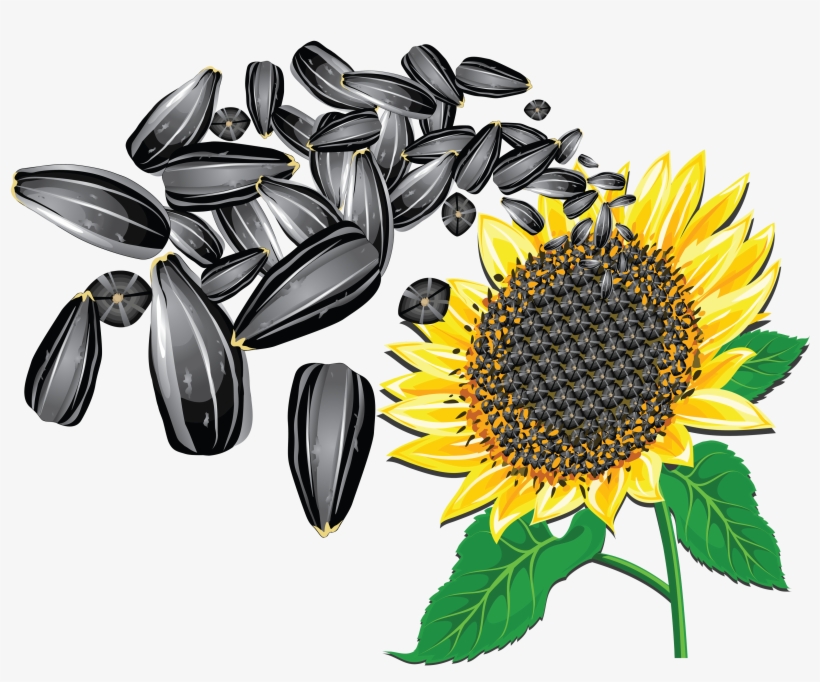 Sunflower Seeds Png Image, transparent png download
