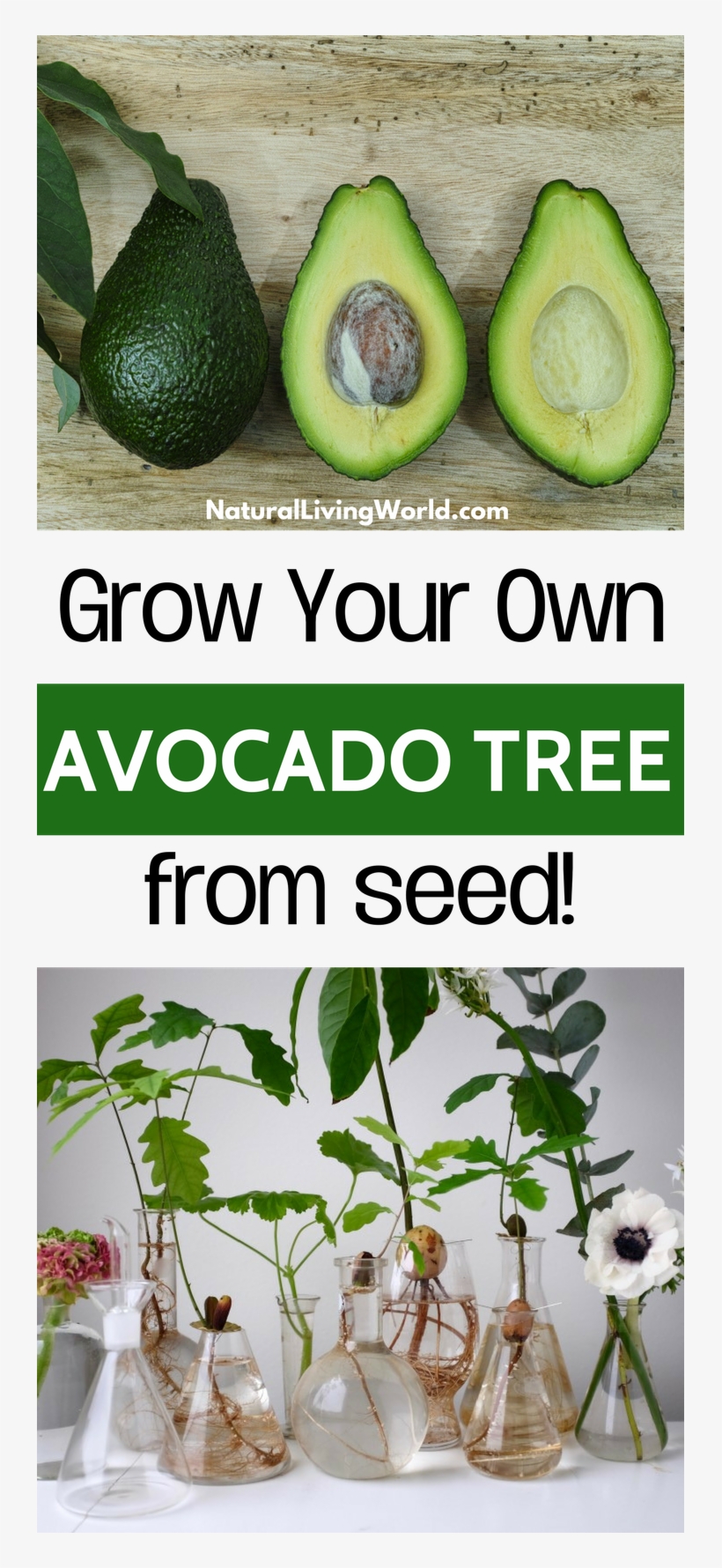 How To Grow Avocado From Seed Pit Indoors - Vegetable, transparent png download