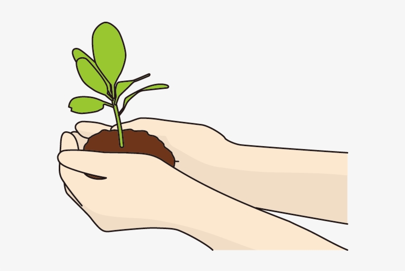Seeds - ถือ ต้น กล้า, transparent png download