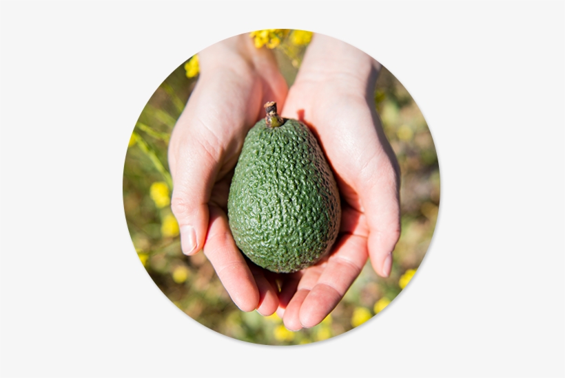 Plant Sterols And Lifestyle - Muscle, transparent png download