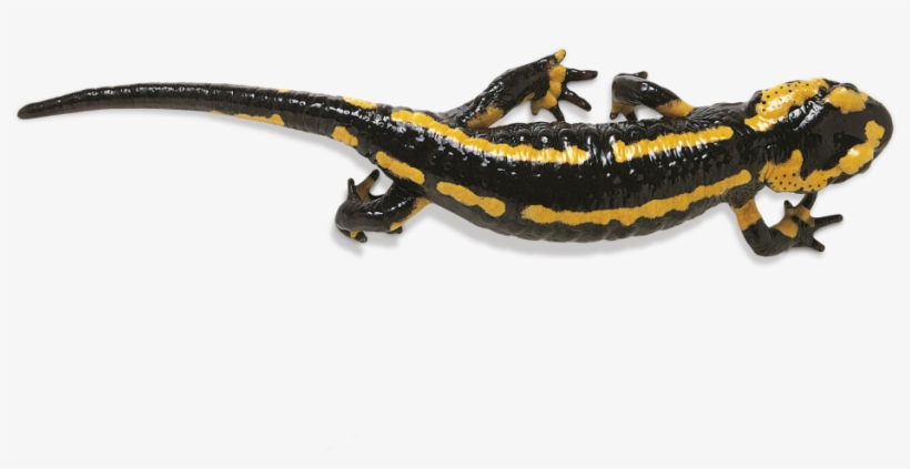 Salamander Png Photos - Salamander Png, transparent png download