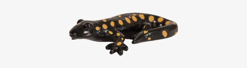 Salamander Png High-quality Image - Salamander, transparent png download