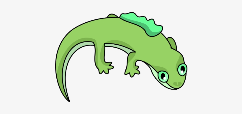 Plant Salamander - Wiki, transparent png download
