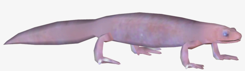 Grotto Salamander, transparent png download